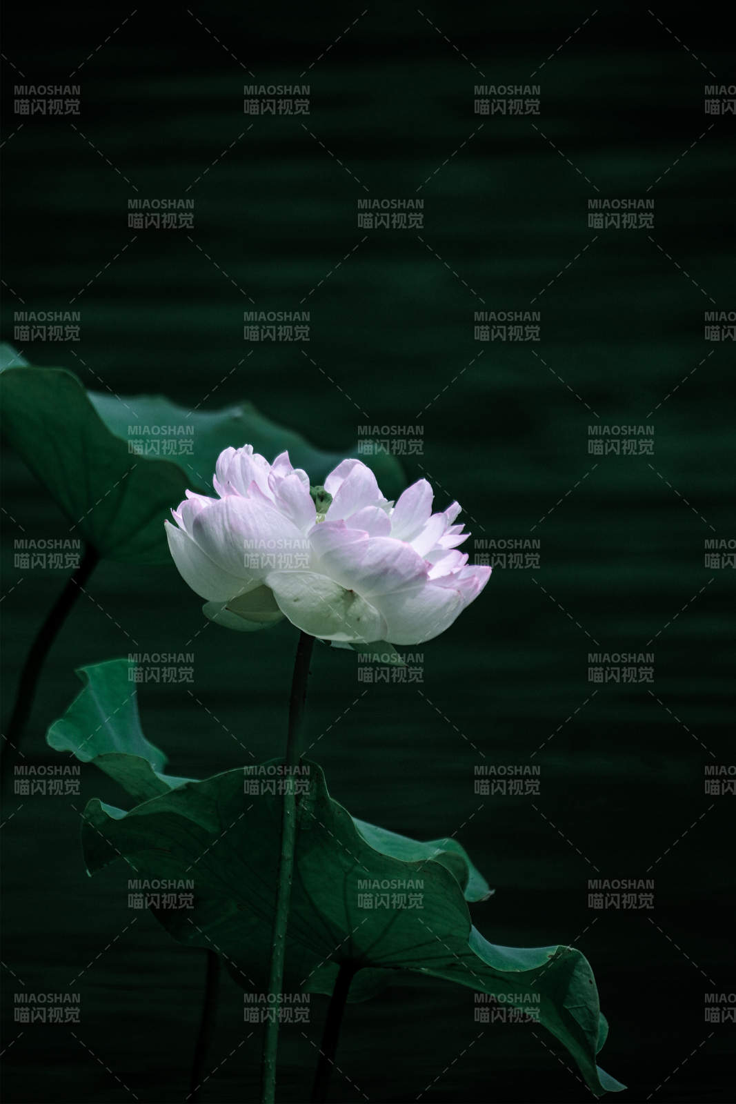 静谧荷塘 白莲绽放图片