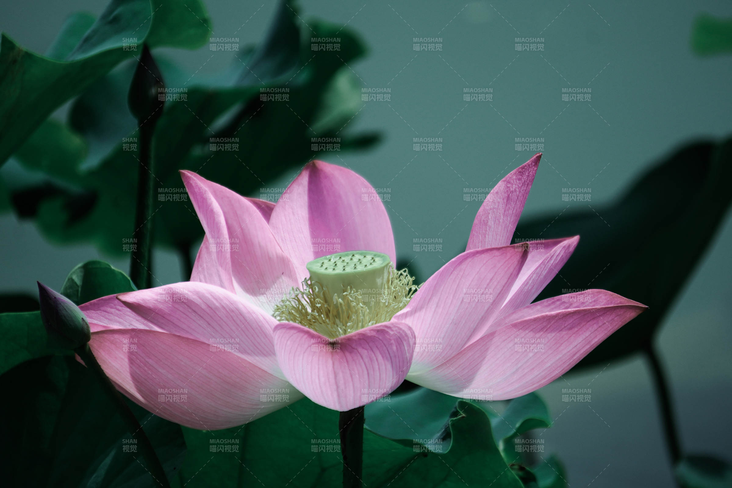 粉色莲花静谧绽放图片