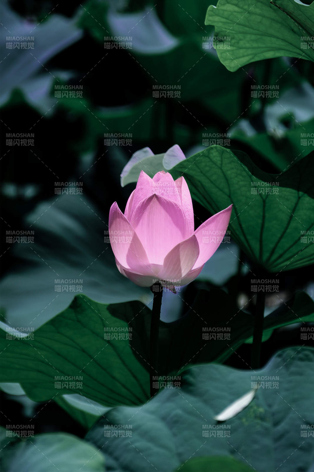 静谧荷塘 粉莲绽放图片