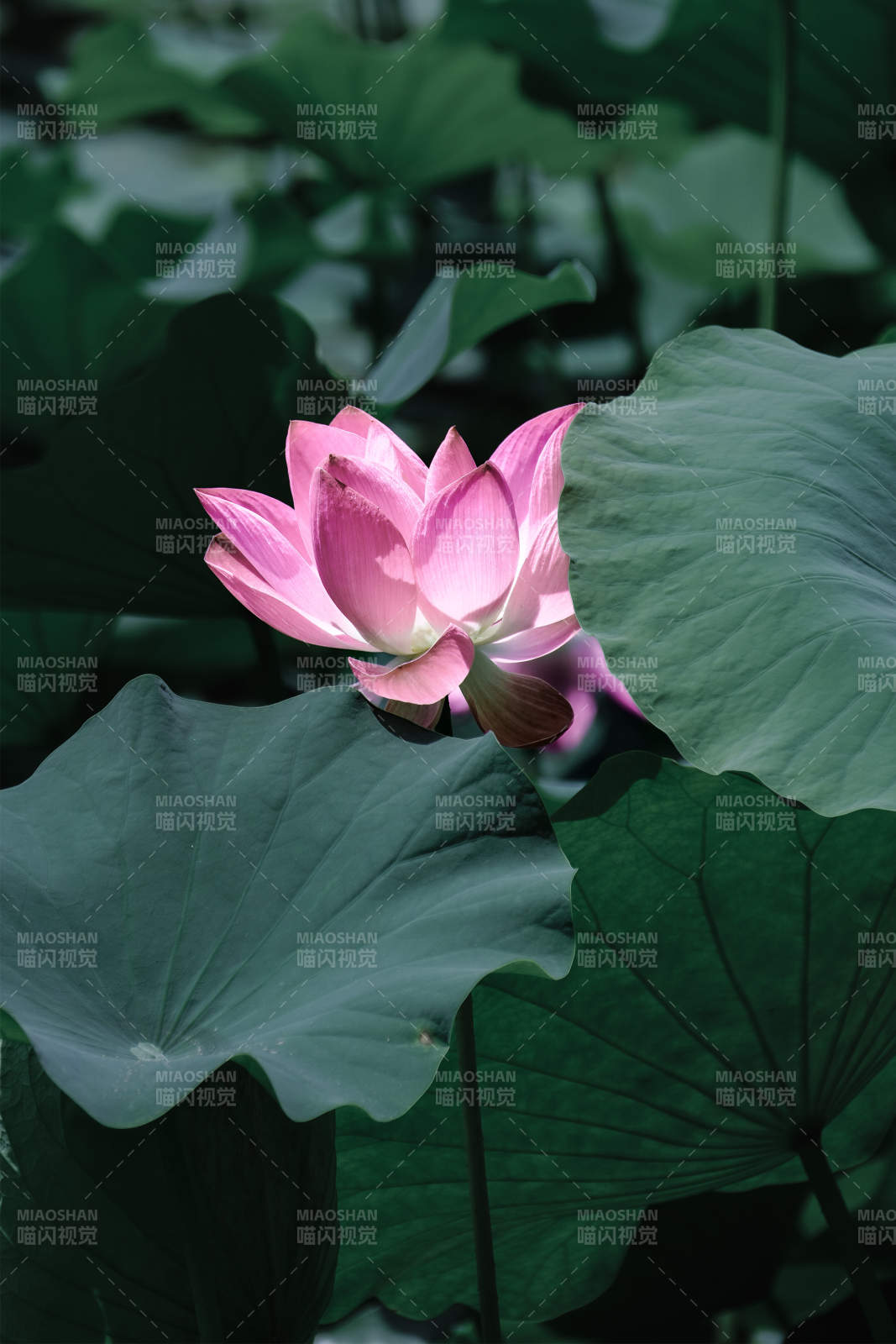 粉莲静谧 绿叶相伴图片