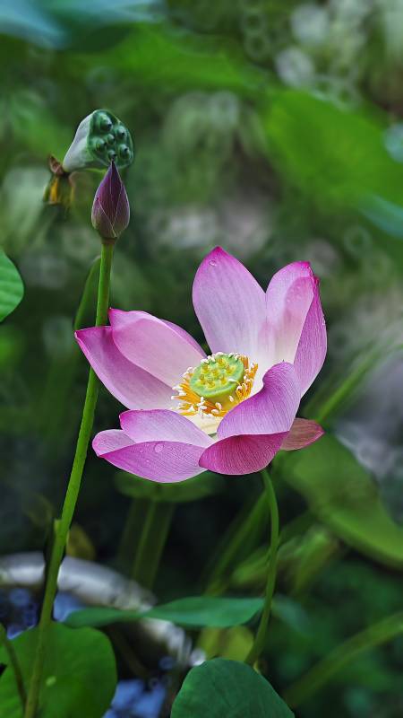 莲花绽放 清新雅致图片