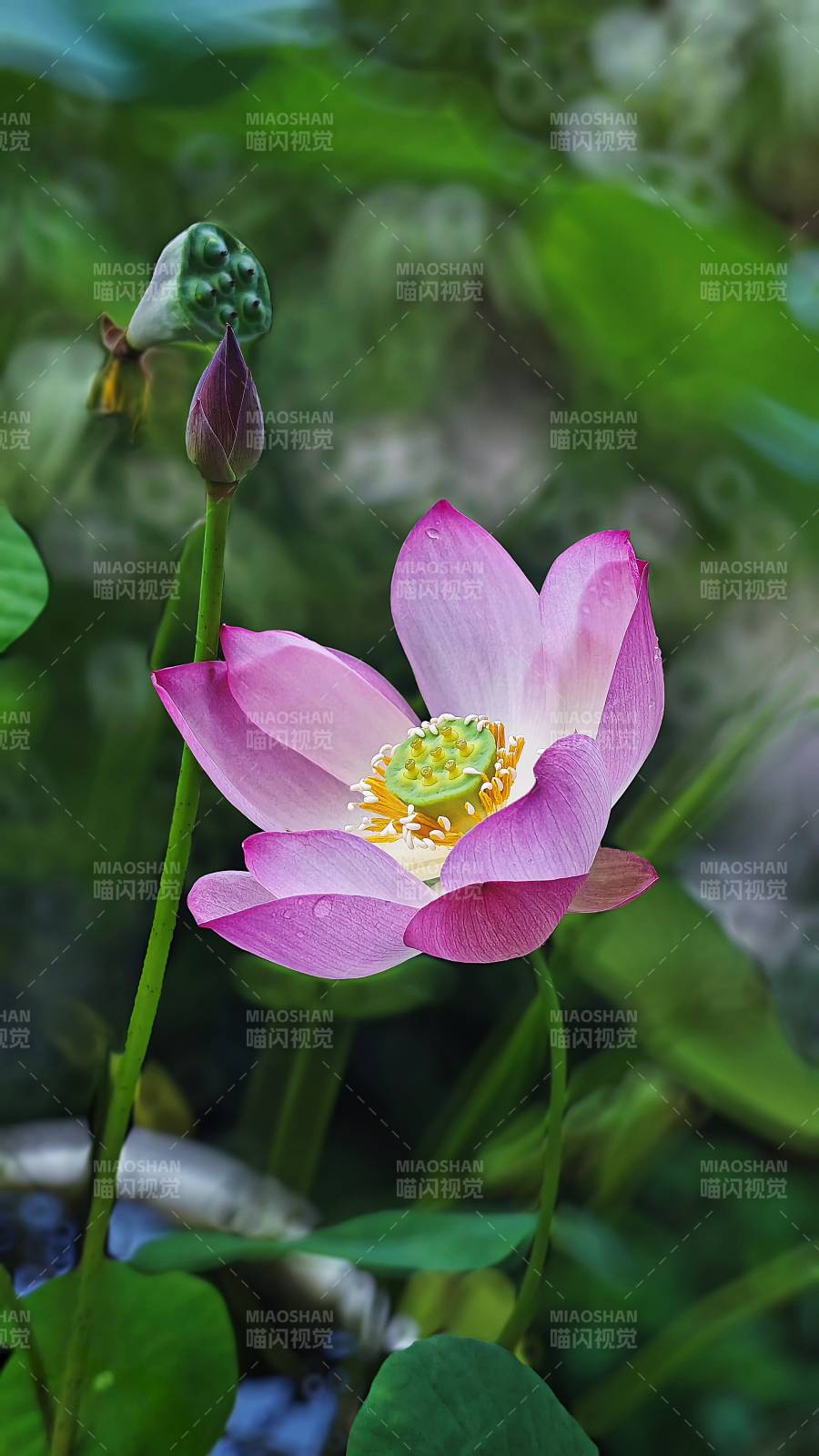 莲花绽放 清新雅致图片