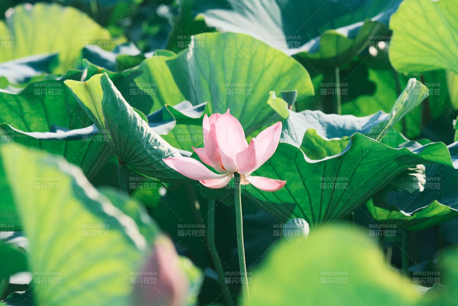 池塘中的莲花盛开图片