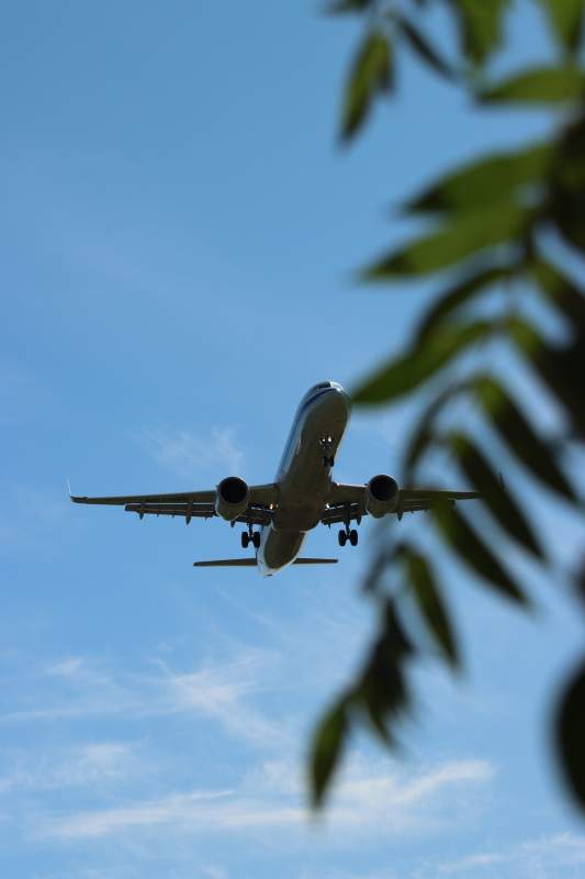 飞机飞过树梢蓝天背景图片