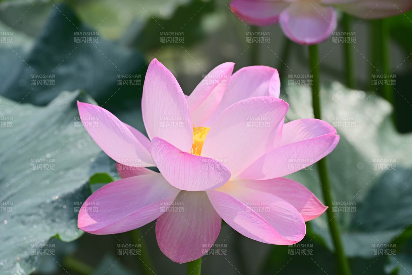 粉色莲花绽放水中图片