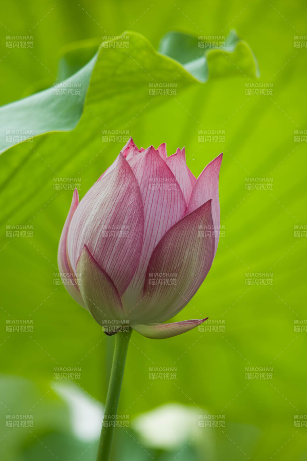 含苞待放的莲花图片