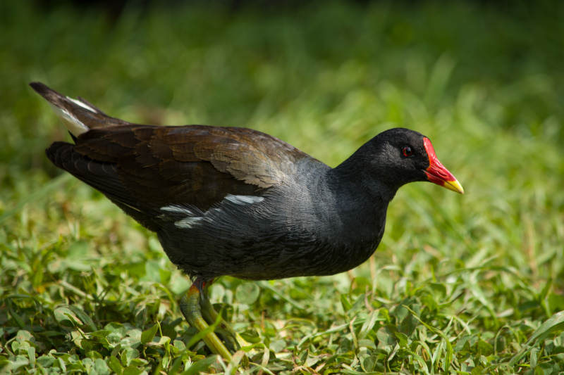 绿草丛中的黑水鸡图片