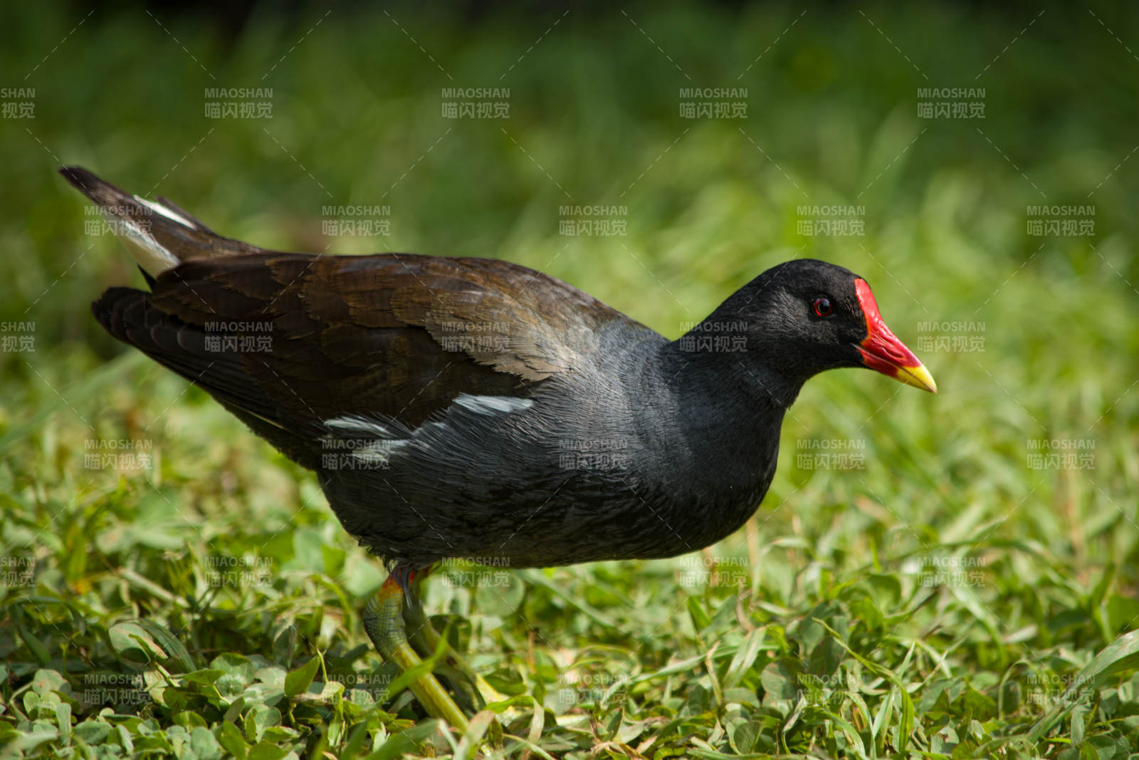 绿草丛中的黑水鸡图片