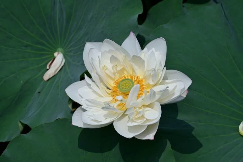 洁白莲花绽放绿叶间图片