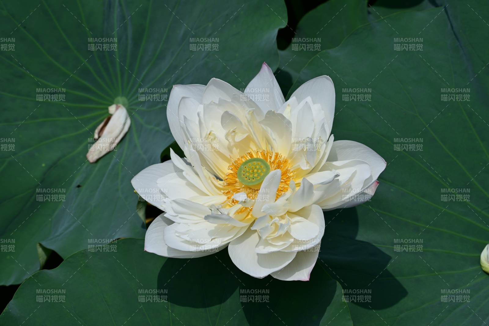 洁白莲花绽放绿叶间图片