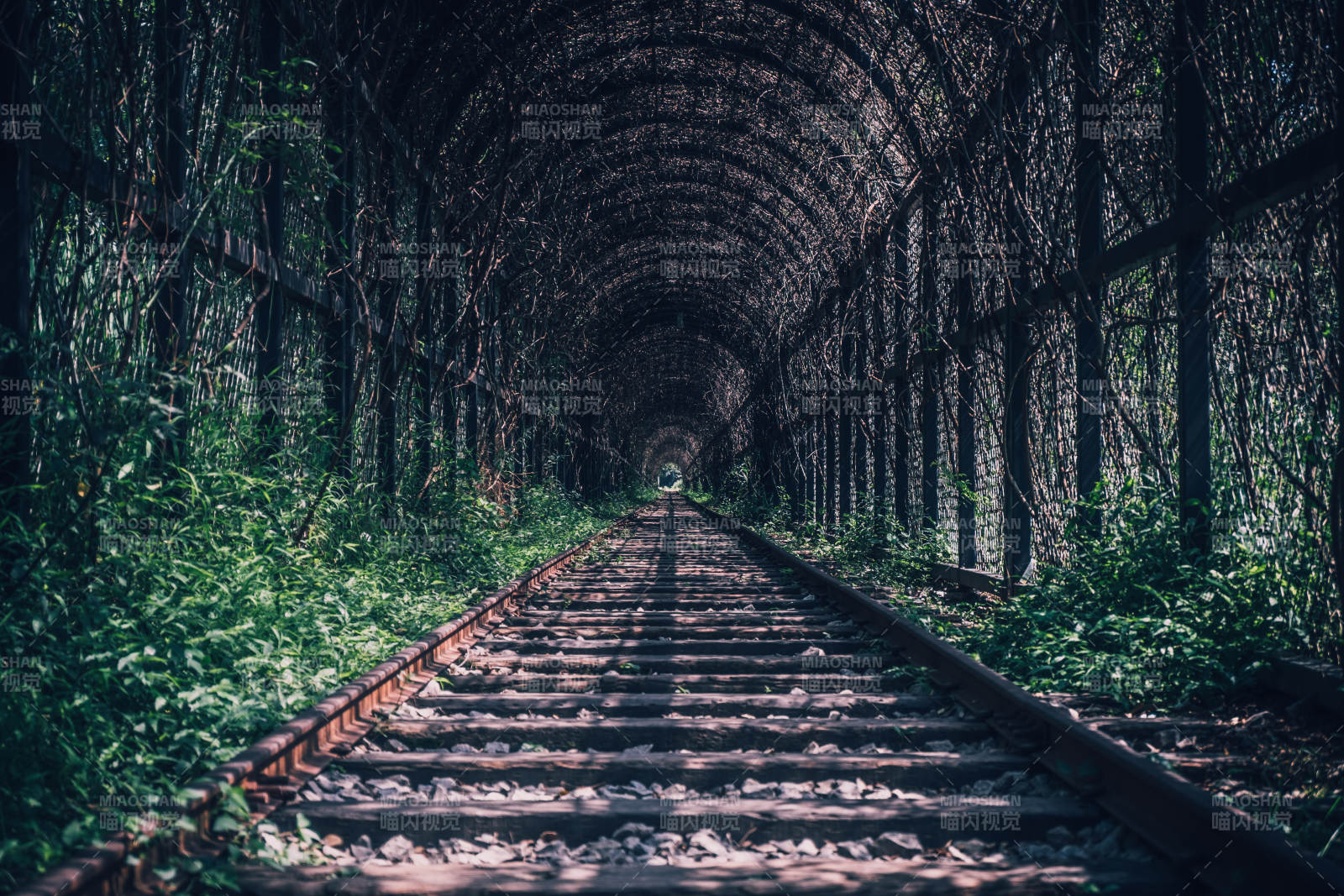森林中的铁轨隧道图片