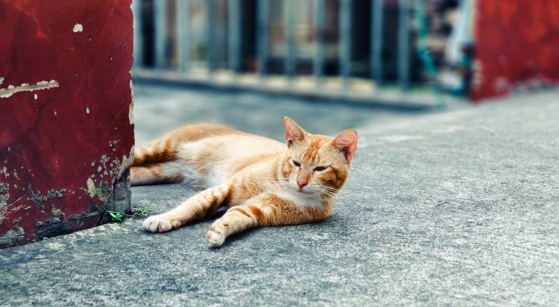 悠闲的橙色猫咪图片