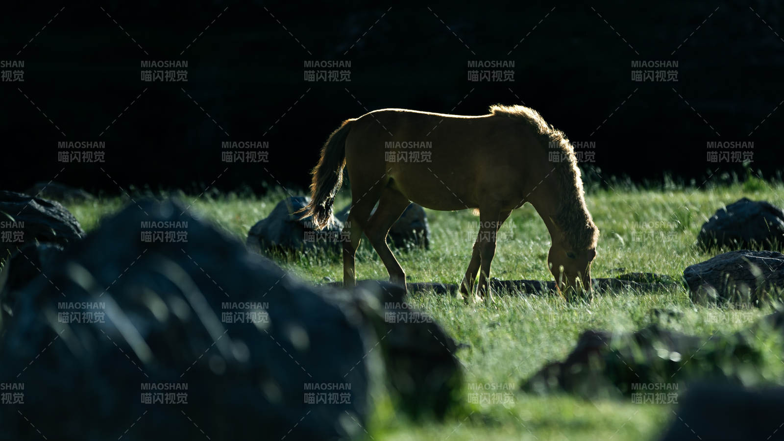 草原上的孤独马儿图片