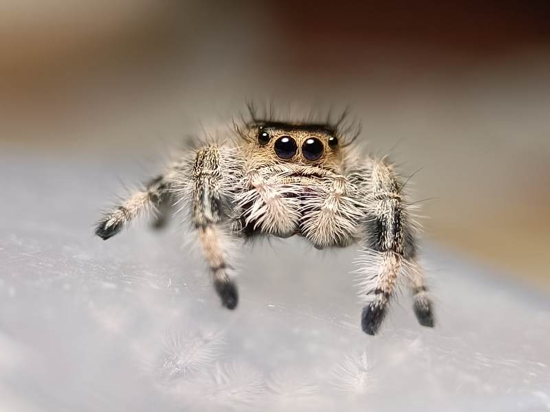 跳跃蜘蛛的特写镜头图片