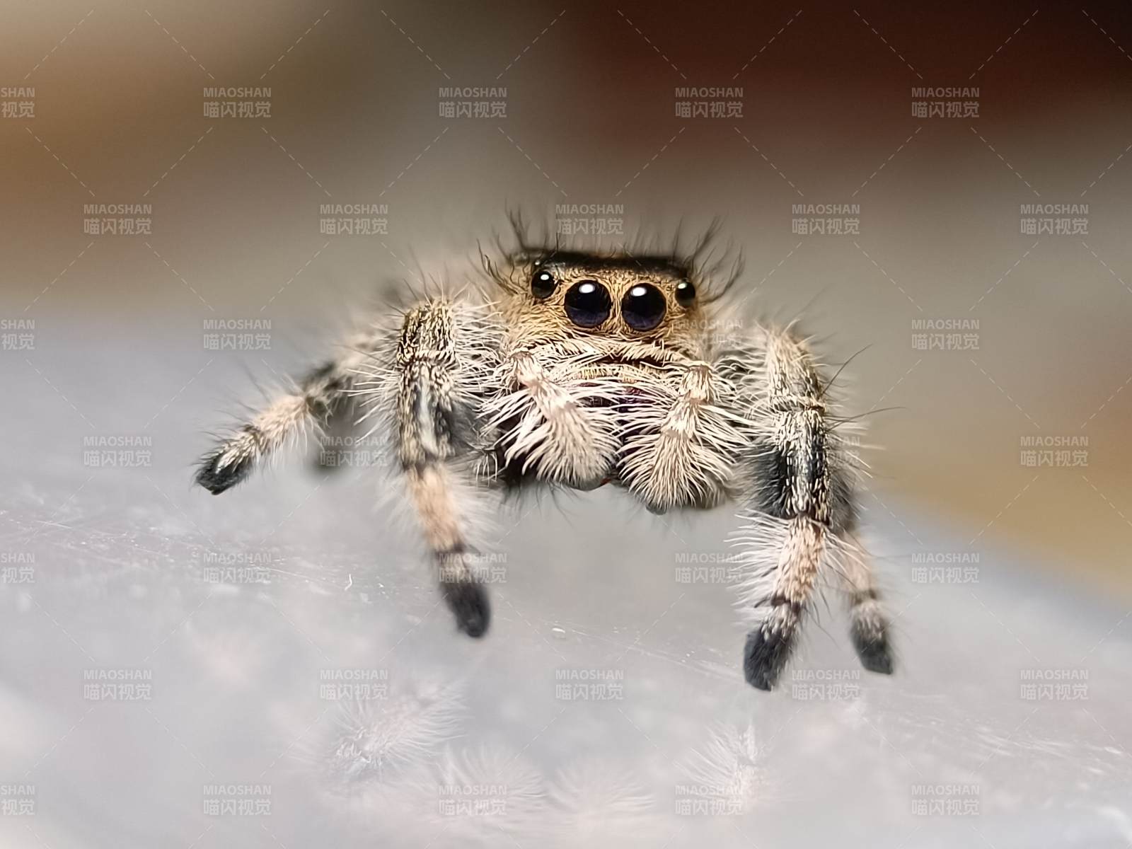 跳跃蜘蛛的特写镜头图片