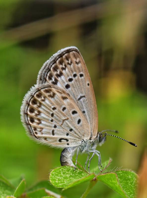 灰蝶停歇绿叶上图片