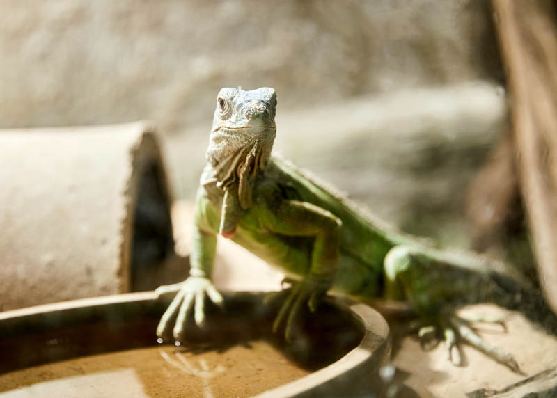 绿鬣蜥饮水瞬间图片