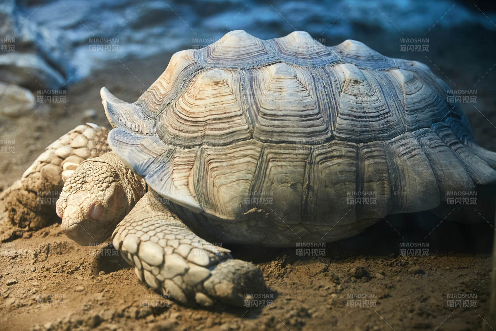 沙漠中的苏卡达陆龟图片