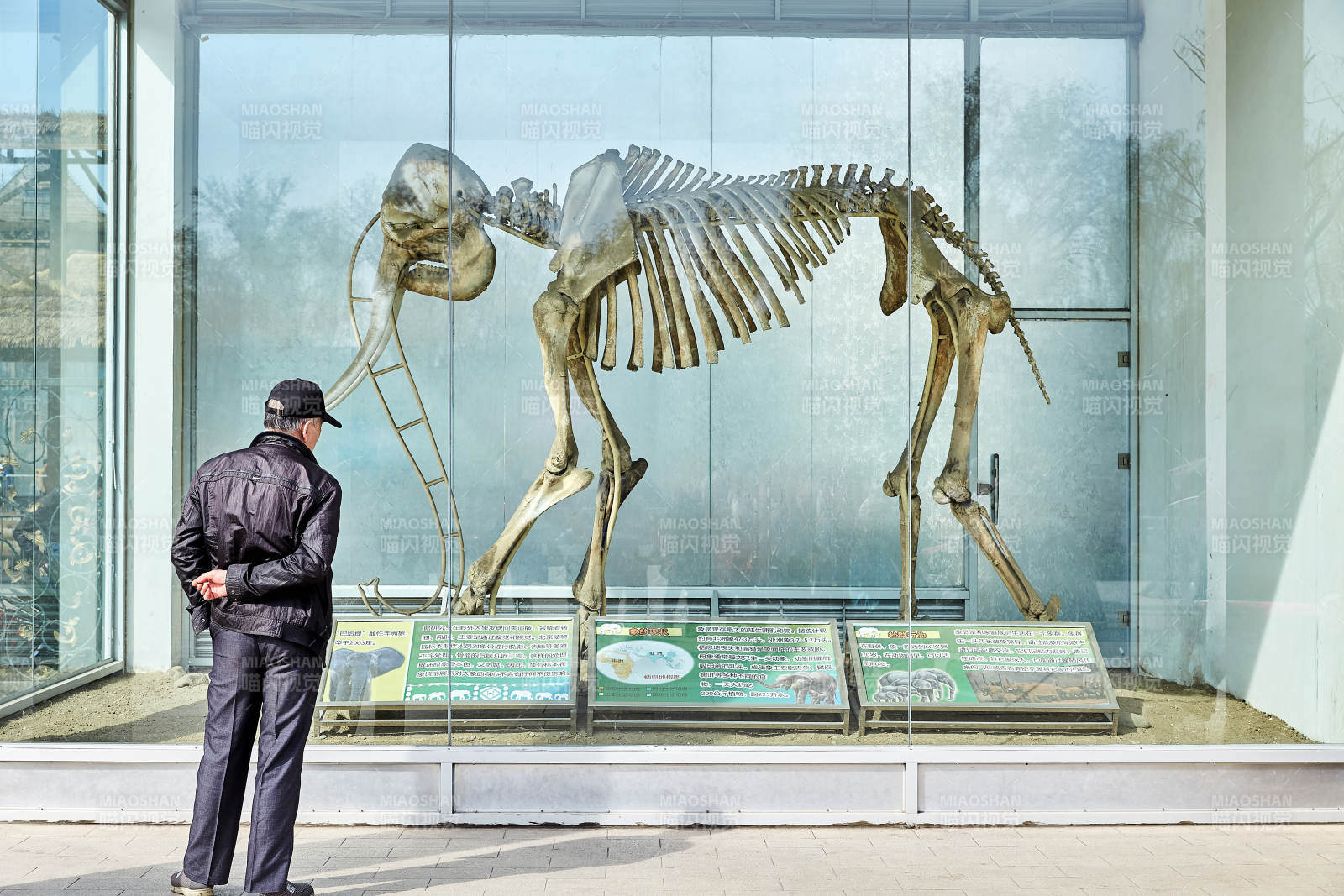 博物馆前的化石展览图片