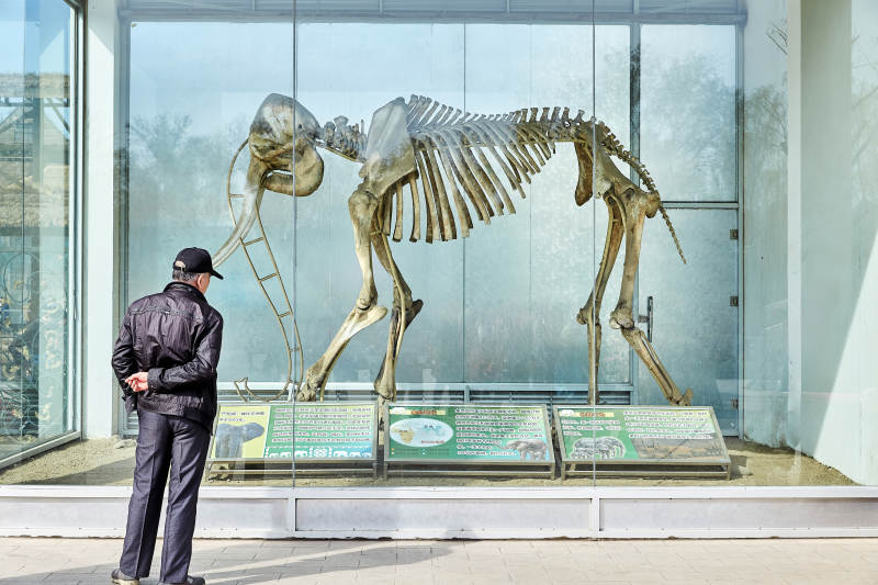 博物馆前的化石展览图片