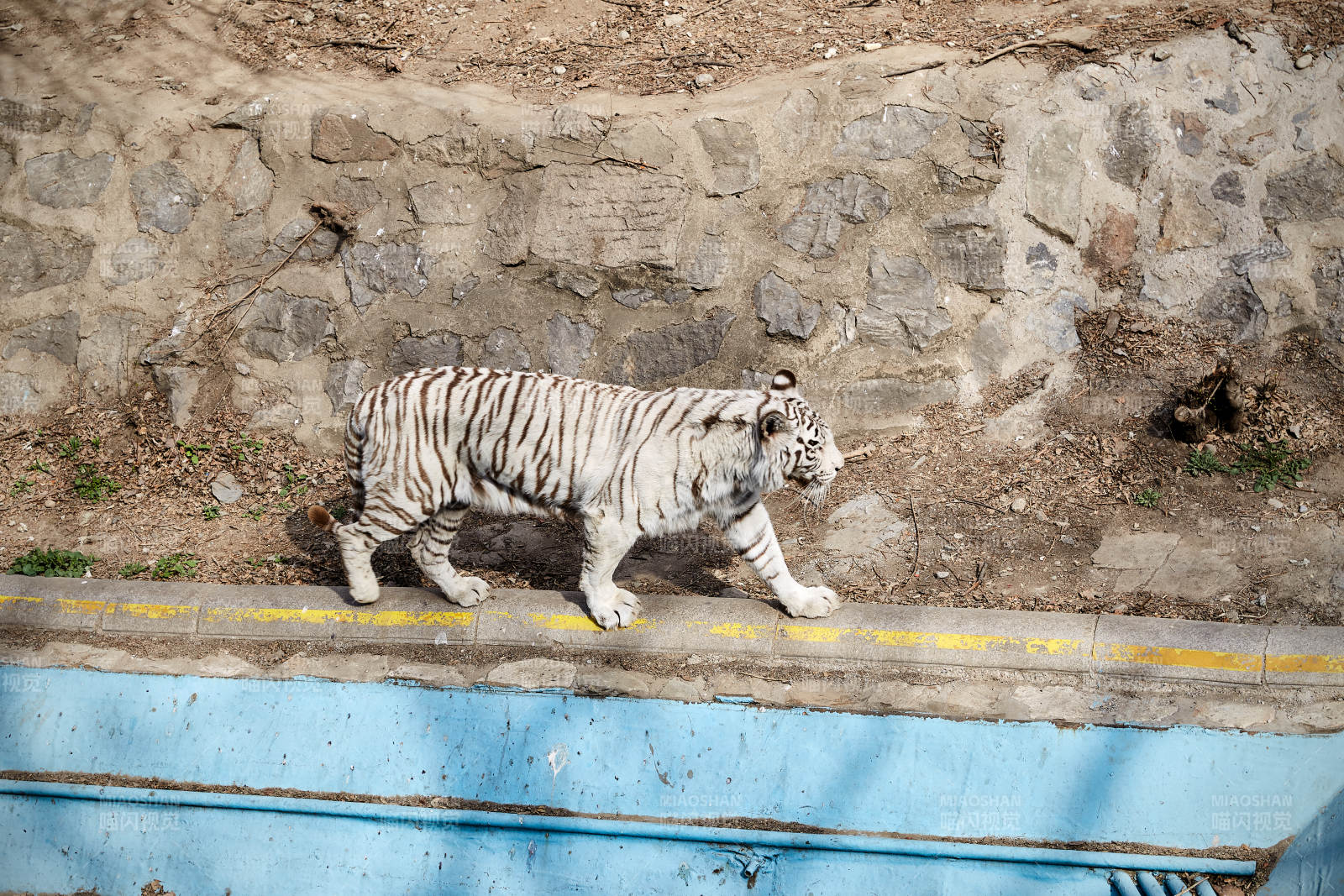 白虎漫步石墙边图片
