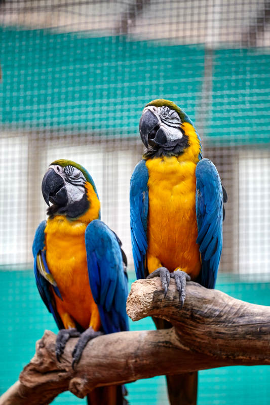 两只色彩斑斓的鹦鹉图片