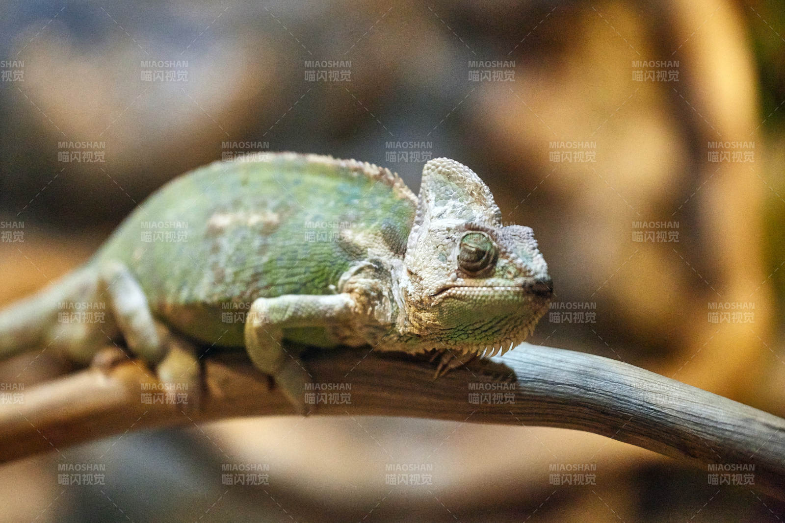 树上的变色龙图片