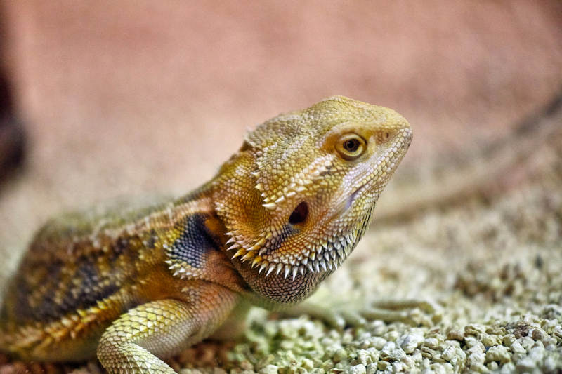 鬃狮蜥的特写镜头图片