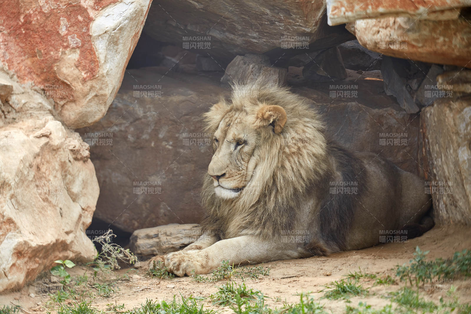 岩石下的雄狮静憩图片