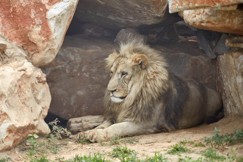 岩石下的雄狮静憩图片