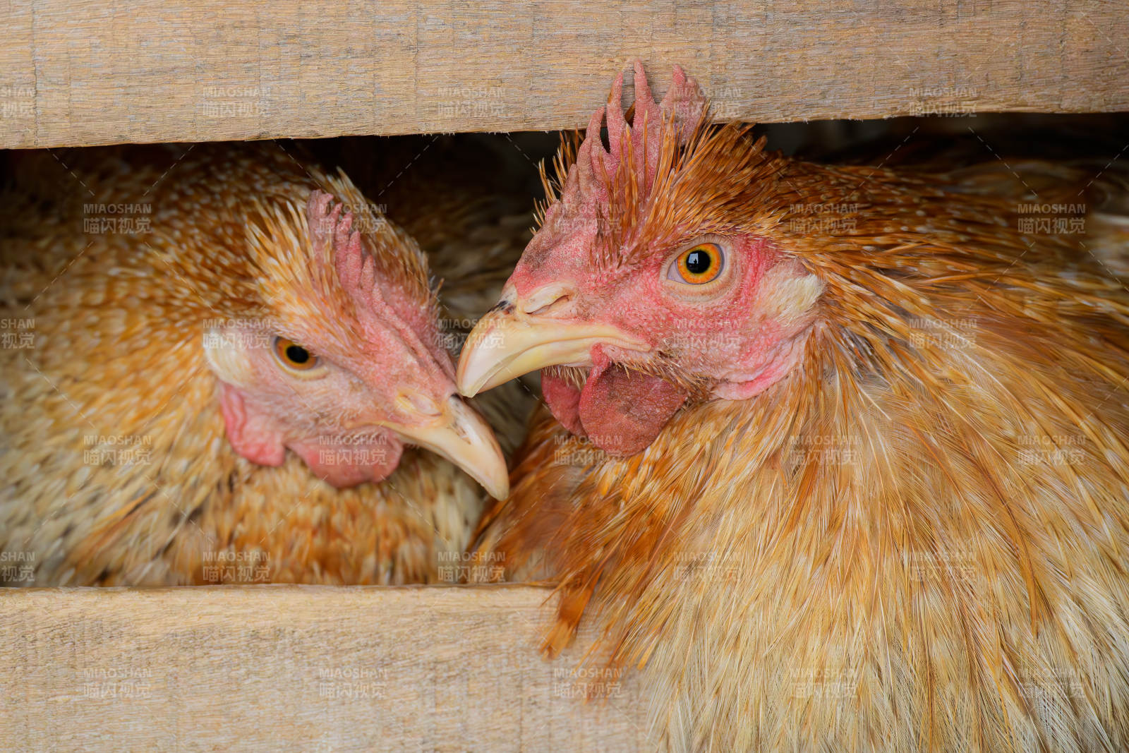 两只鸡在木栏中的亲密时刻图片
