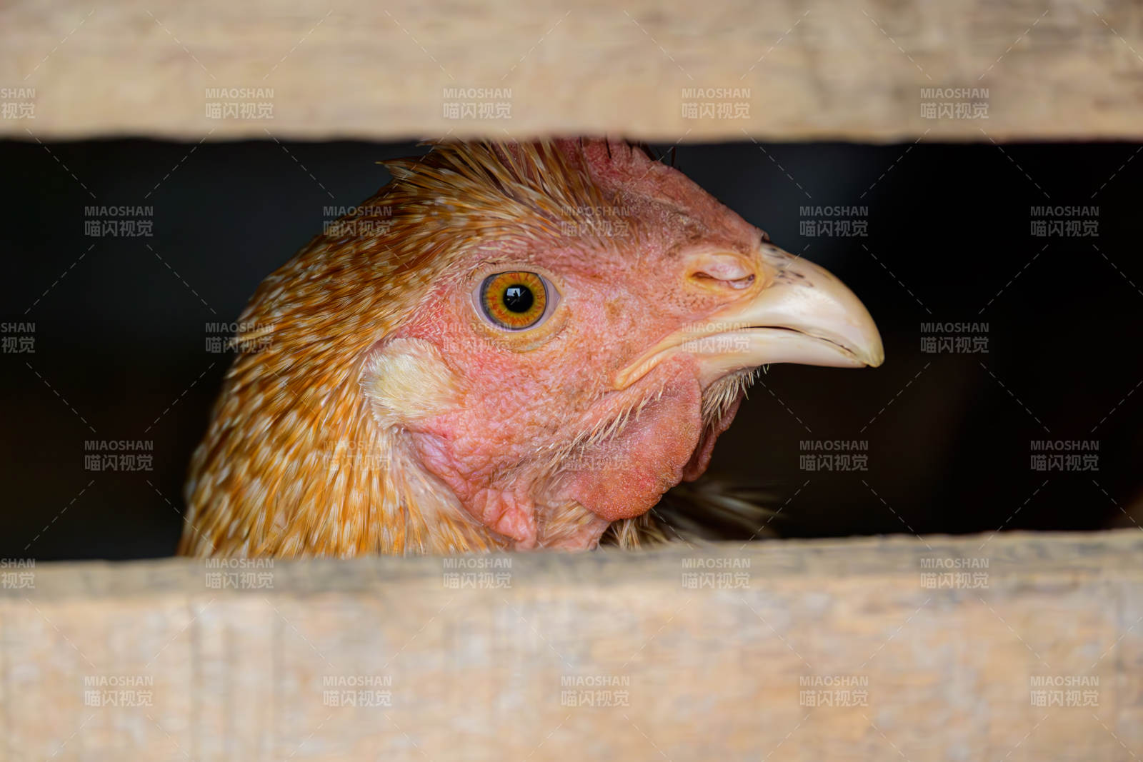 鸡舍中的阉鸡特写图片