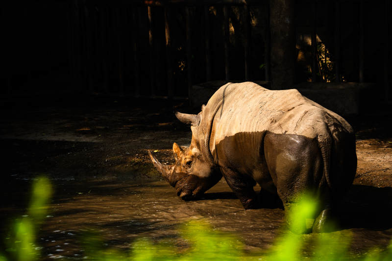 犀牛在水中休息图片
