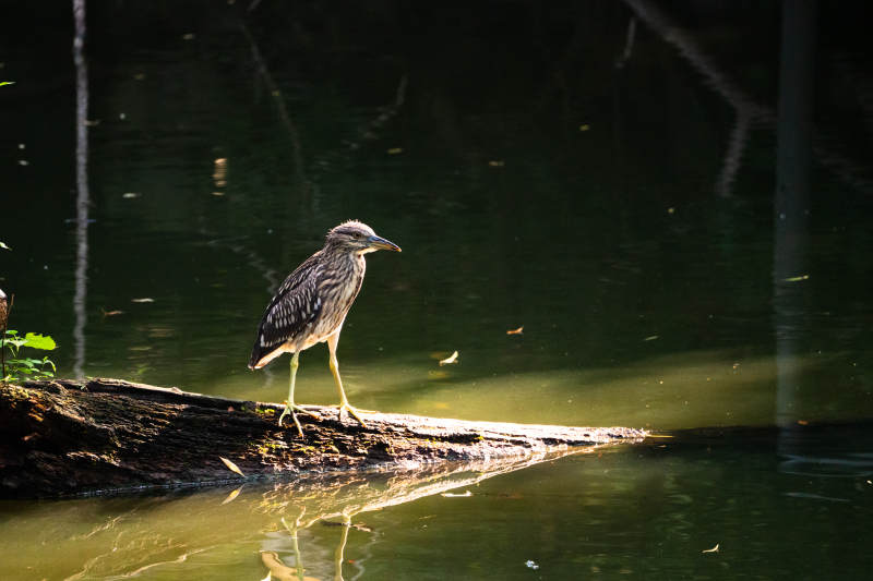 池塘边的夜鹭幼鸟图片