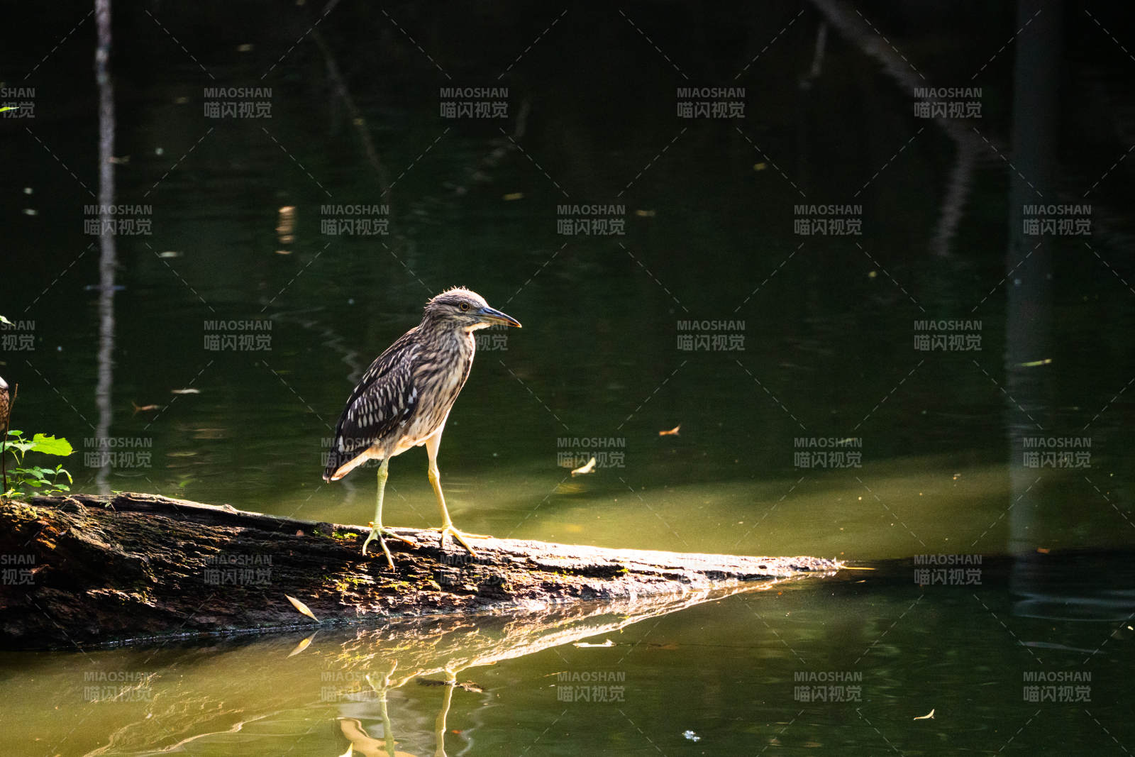 池塘边的夜鹭幼鸟图片