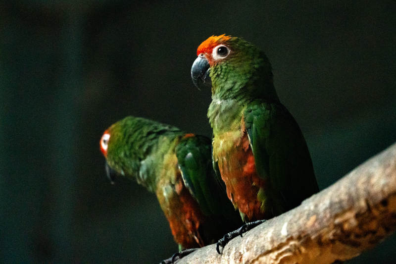 两只鹦鹉栖息在树枝上图片