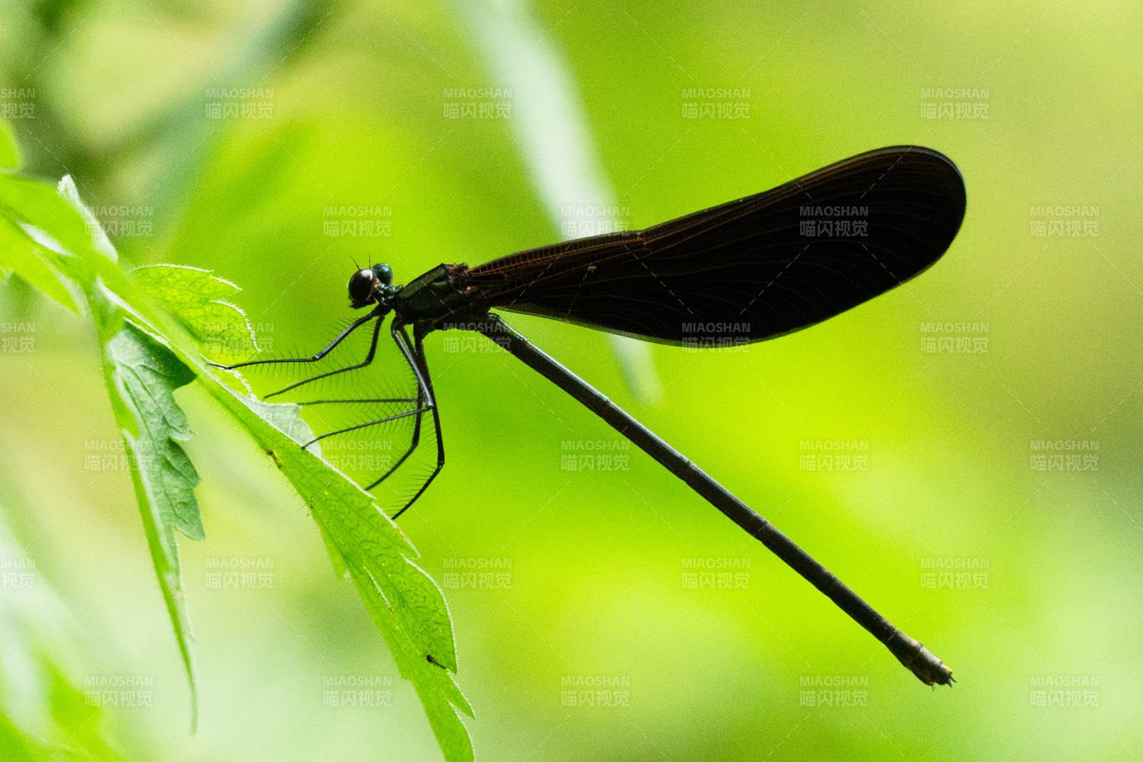 黑蜻蜓栖息绿叶上图片