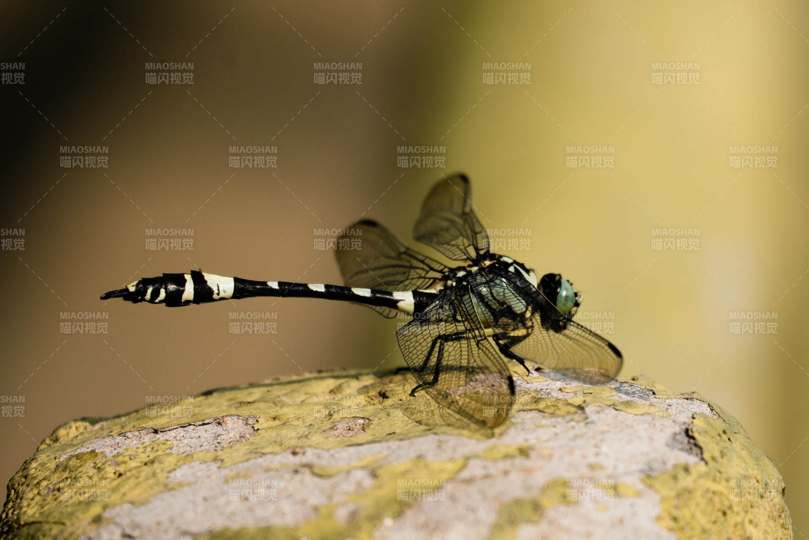停歇在岩石上的蜻蜓图片