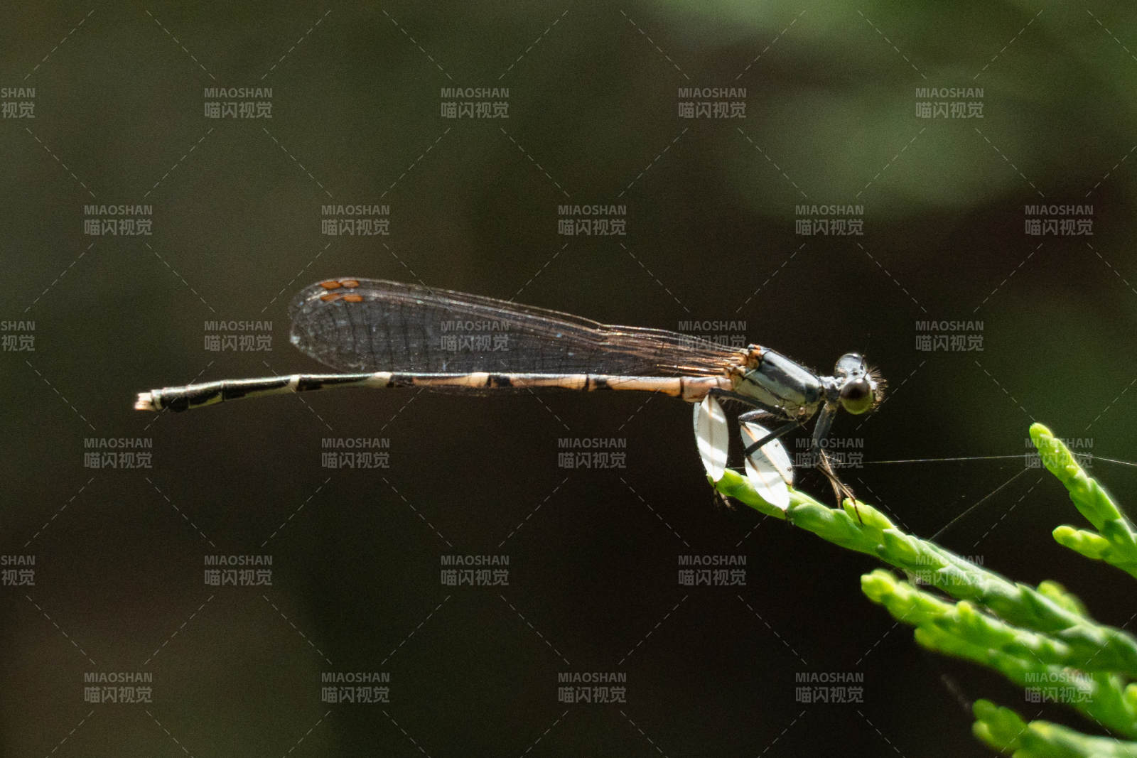 绿枝上的蜻蜓特写图片