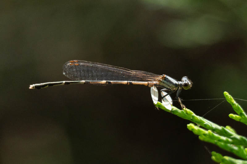 绿枝上的蜻蜓特写图片