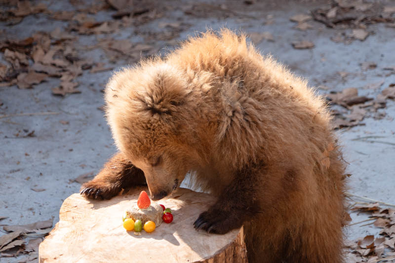 小熊品尝美味冰块图片