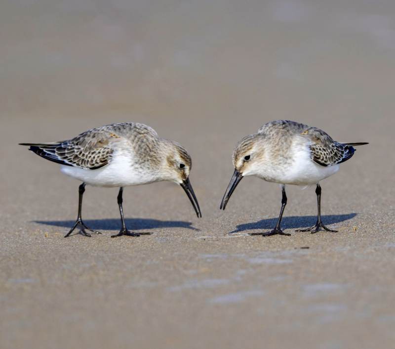 沙滩上的两只鹬鸟图片
