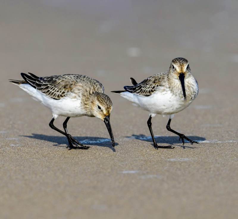 沙滩上的两只滨鹬鸟图片