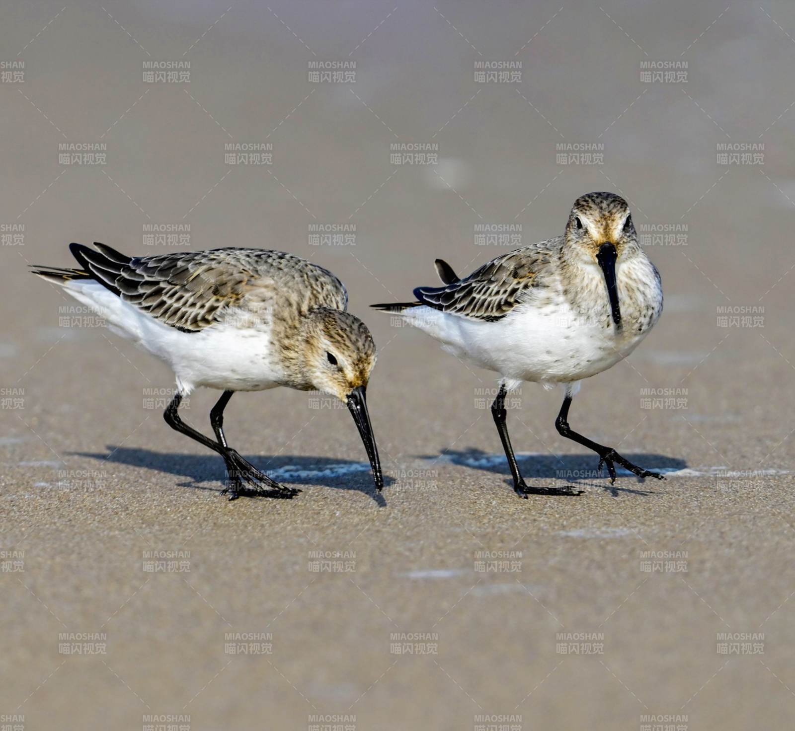 沙滩上的两只滨鹬鸟图片