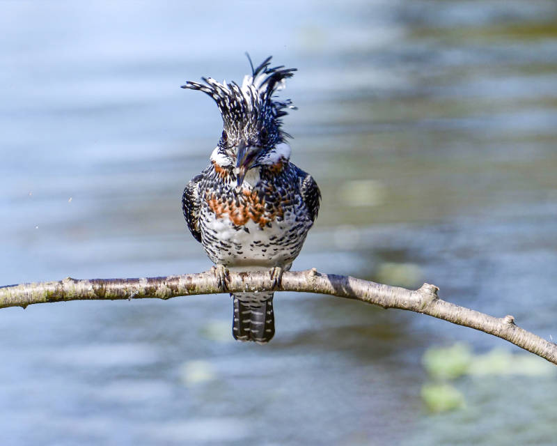 斑鱼狗栖息枝头图片