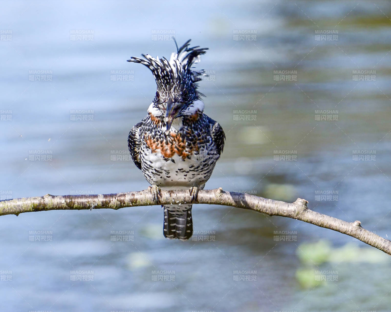 斑鱼狗栖息枝头图片