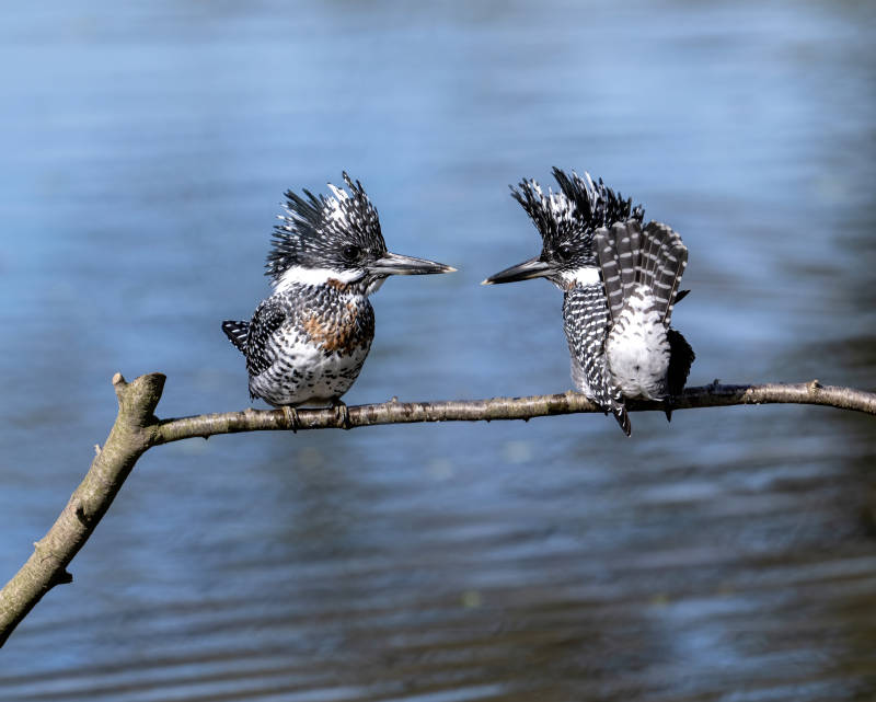 双鸟对峙 展翅欲飞图片