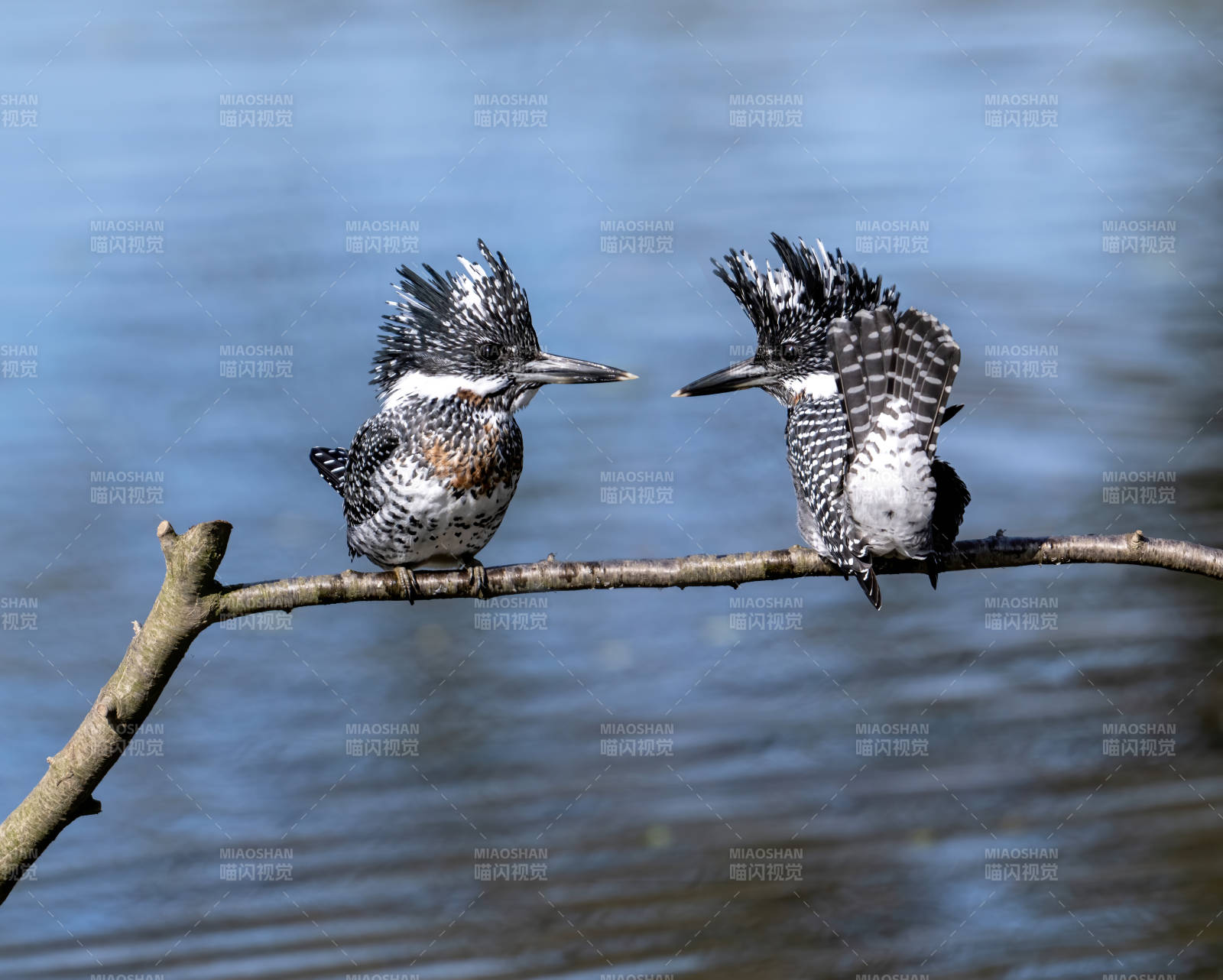 双鸟对峙 展翅欲飞图片
