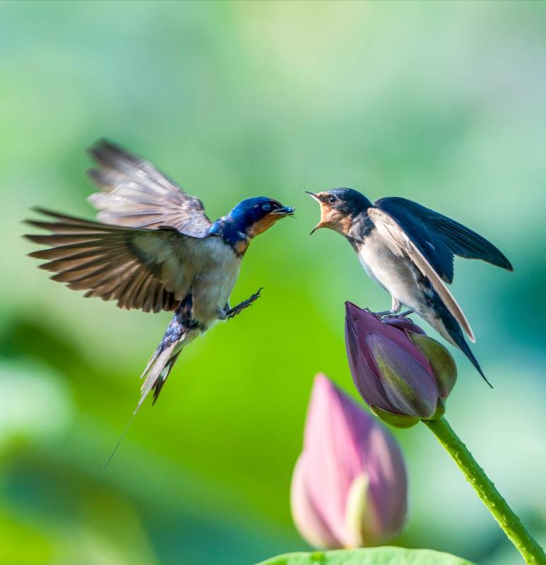 双燕嬉戏荷花间图片
