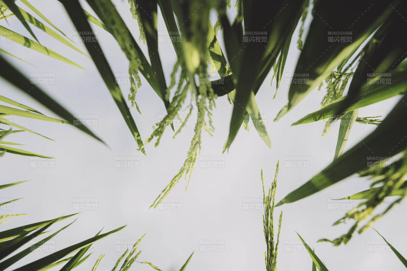 稻田绿叶映蓝天图片